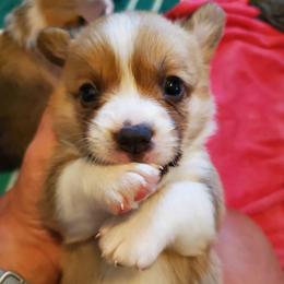 "Baby Cash" Pembroke Welsh Corgi Puppies from Pembroke Welsh Corgis at Belle Haven