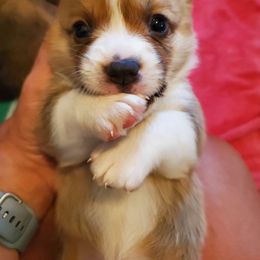 "Baby Cash" Pembroke Welsh Corgi Puppies from Pembroke Welsh Corgis at Belle Haven