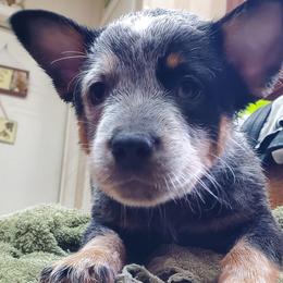 Three quarter mask - Blue speckled male Australian Cattle Dog puppy in Lenoir, North Carolina from Blue Coyote Ranch