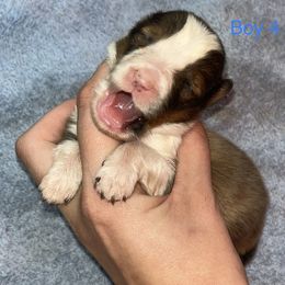 Australian Shepherd and Shetland Sheepdog Puppies from Serenity falls