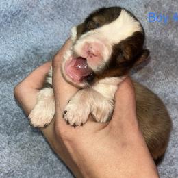 Australian Shepherd and Shetland Sheepdog Puppies from Serenity falls