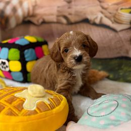 COKE - Brown male Cavapoo puppy in Dickerson, Maryland from Pawsome Aussie Doodles and Oodles