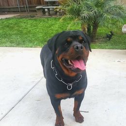 Mia - Rottweiler