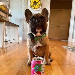 French Bulldog Puppies from Legend French Bulldogs