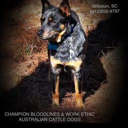 Ace - Australian Cattle Dog