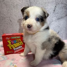 Pebbles - Blue merle female Australian Shepherd puppy in Warsaw, Missouri from Siercks Ranch Aussies