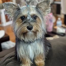 Daisy Mae - Yorkshire Terrier