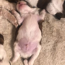Shih Tzu Puppies from Lil' Darlin' Shih Tzus of the Virginia Blue Ridge