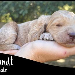 Bundt - Apricot female Goldendoodle puppy in Angier, North Carolina from A Breed Above Kennels