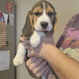 Boy 1 - Black tan and white male Beagle puppy in Mount AI N Home, Idaho from Blackstone
