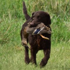 Curly-Coated Retrievers from Podunk CCRs in partnership with The Thompson's