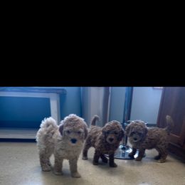 Goldendoodle Puppies from Sheffield Doodles