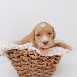Beat It - Red  male Goldendoodle puppy in Syracuse, Indiana from The Doodle Cove