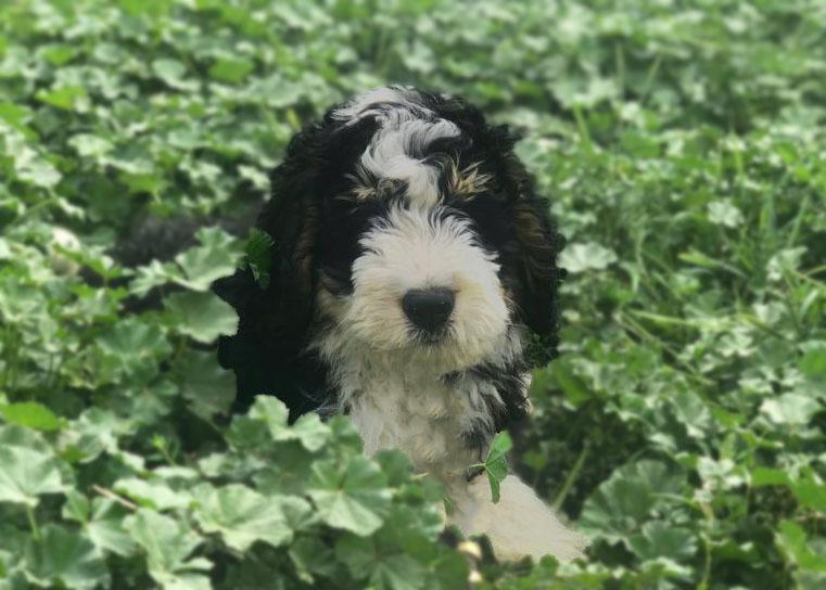 Mountain Top Bernedoodles in Oregon Bernedoodle and Bernese Mountain