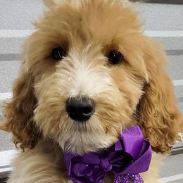 Boy 1 - Apricot Goldendoodle puppy in Schertz, Texas from Kat's Teddydoodles