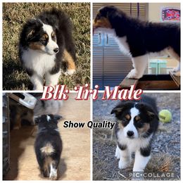 Boy 2 - Black tri male Miniature American Shepherd puppy in Cache, Oklahoma from Southern Charm Mini Aussies