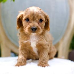Finch - Red male Cavapoo puppy in Queen Creek, Arizona from Dulcito Doodles
