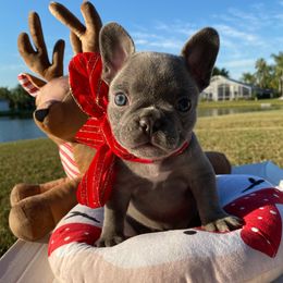 French Bulldogs from Soho French Bulldogs