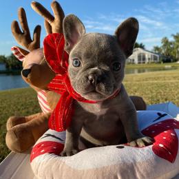 French Bulldogs from Soho French Bulldogs