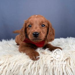 Marty - Red male Companion Cross puppy in Utah County, Utah from Big Hearted Breeders
