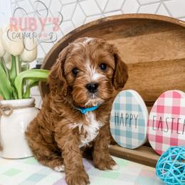 Cavapoo Puppies from Ruby's Cavapoos