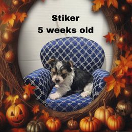 Orange Parti Boy - Parti male Yorkshire Terrier puppy in Inverness, Florida from Luvayorkie&more