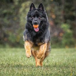 German Shepherd Puppies from Wolf Rivers Kennels