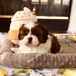 Red and white- Champ lines - Red and white male Shih Tzu puppy in Manteca, California from Beauty's Shih Tzu (California)