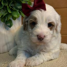 M-Purple Girl - Parti female Goldendoodle puppy in Lewisville, Texas from Texas Goldendoodle Lovers