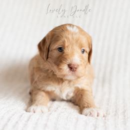 Green Collar Boy - Caramel cream male Australian Labradoodle puppy in Thousand Oaks, California from Lovely Doodle Lane