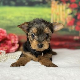 Kylie - Black and tan female Yorkshire Terrier puppy in Broxton, Georgia from More Than Family