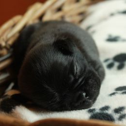 Bandit - Black male Pug puppy in Winfield, Alabama from Grumble Acres