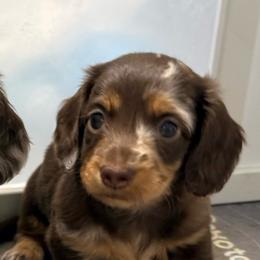 Female puppy 1 - Dapple female Dachshund puppy in Bakersfield, California from Cencal Doxies