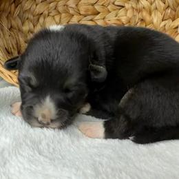 Winnie - Black and tan female American Corgi puppy in Grants Pass, Oregon from KnR Antler Dogs