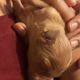 Golden Retriever Puppies from 13 GORGEOUS Goldens