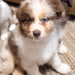 King - Red merle male Australian Shepherd puppy in Dallas, Georgia from Sunsprite Aussies