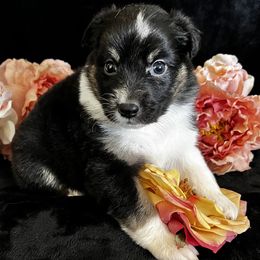 BTF1 - Black tri-color female Australian Shepherd puppy in Golden Valley, Arizona from Bright Eyes Aussies