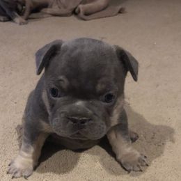 French Bulldogs from Dixon's Kennel