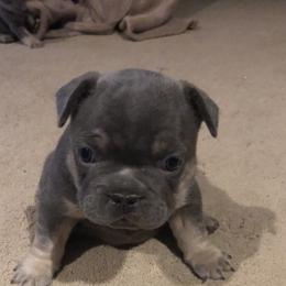 French Bulldogs from Dixon's Kennel