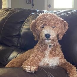 Ruby - Goldendoodle