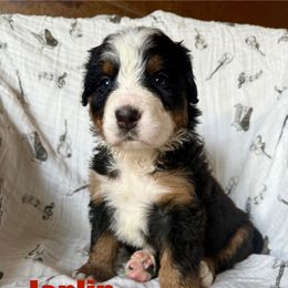 Pink - Joplin - Tri-color female Bernese Mountain Dog puppy in Redlands, California from Country Feels Ranch