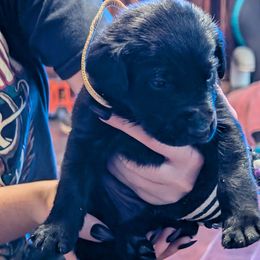 King Boo, White Collar - Black male Labrador Retriever puppy in Commerce, Oklahoma from Standing Water Kennels