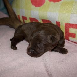 Brown sugar - Chocolate female Labrador Retriever puppy in Arlington, Washington from Stout's Hunting Labs and trsbullies