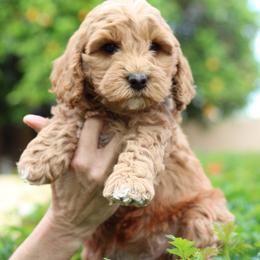 Australian Labradoodle Puppies from Sundance Labradoodles