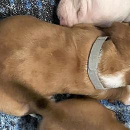 Dachshund Puppies from Witchy Woman’s Wiener’s