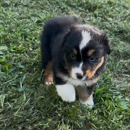 Believer Aussborne - Black tri-color female Australian Shepherd puppy in Chaplin, Connecticut from Mystic Moon