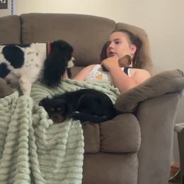Cavalier King Charles Spaniel Puppies from Royal Country Cavaliers of Missouri