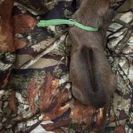 Green - Rd whtn blk nose male Rhodesian Ridgeback puppy in Ocala, Florida from DogWood Kennels