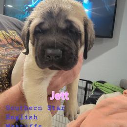 Jett (FEMALE) (light pink) - Fawn female Mastiff puppy in Conroe, Texas from Southern Star English Mastiffs