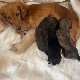 Boy 2 - male Dachshund puppy in Elizabeth, Colorado from Wieners are Wonderful